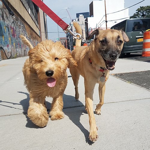Dog Walking: Nori & Ralph